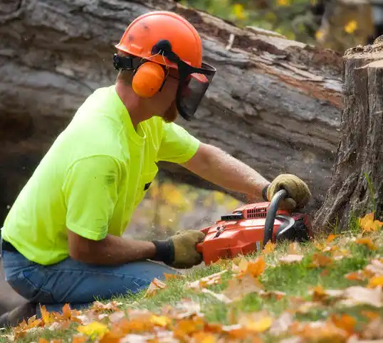 tree services North Baltimore